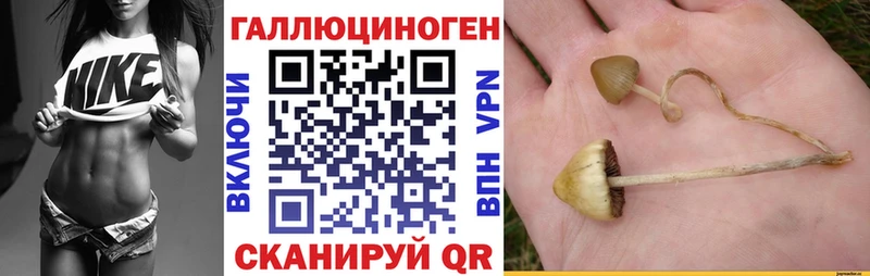 Галлюциногенные грибы Psilocybe Рошаль